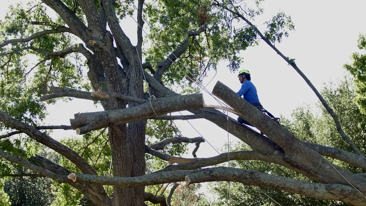Professional Crown Thinning performed by certified arborists in Potterville